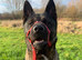 Rehoming Akira - ASAP as in our new home she needs more space