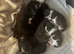 Stunning Kittens looking for amazing Homes