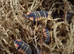 Isopods, millipedes and beetles