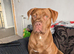 American bulldog x labrador