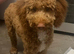 10 month cockapoo girl