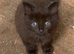 9 weeks old kittens