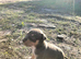 Kelpie x Welsh collie x Belgian malinois x staffy