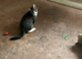 6 month old tabby kitten