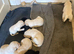 Cream/yellow Labrador  1 boy left