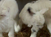 Baby Nigerian dairy goats