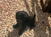 Cocker spaniel puppies
