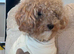 ted toy poodle super tiny)
