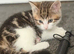Stunning litter. Mix breed kittens