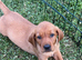 Fox red Labrador puppies for sale