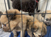 8 Weeks Old - Cavachon × Pomeranian Puppies