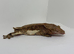 Phantom lilly white 66% het axanthic male crested gecko