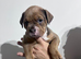 Olde English Bulldogge puppies ready to go 28th June 26