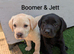 3 Labrador pups available