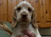 Ready now. 1 boy, 2 girls.Sprocker Puppies. £650