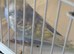 Baby Pastel rainbow budgie ring number 12 2026 rung