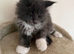 Mainecoon kittens - TICA Registered