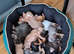Staffordshire bull Terrier/American Staffy Puppies