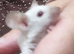 Baby Siamese mice for sale 6wls old