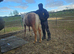 Palomino yearling for sale