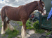 3 year old TGCA Cob gelding unbroken
