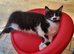2 Gorgeous Girl Kittens for Sale