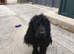 Cocker spaniel