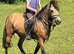 Cwmgwaun Brad (Beau)