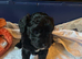 Gorgeous Schnoodle - LAST GIRL