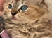 Ragdoll kitten. Female seal sepia torbie. Tica reg