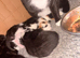 3 beautiful boy white black spotted kittens