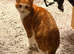 Male cats needing loving home