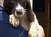 Gorgeous Spaniels