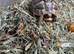 tortoise 3 years old