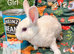 Pedigree Mini Rex bunnies ready for reserve. Ready to leave us on Tuesday 13th October.