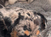 Beautiful litter of Jack Russell Terriers