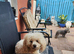 Cavapoo Young Adults  Female and Male, Apricot and Red Super Affectionate Both.