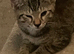 Cute kittens