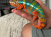Adult chameleons
