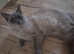 Female Ragdoll