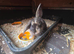 Beautiful female lop