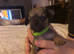 3 puppies ready from 24th October