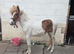 12 hh pony looking for a loving home