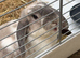 Lop girl rabbit