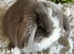Stunning Lilac/Lilac Split Mini Lop Babies Looking For Loving Homes
