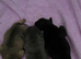 Puppies