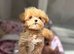 Tiny Asian/Korean F1 Maltipoo Puppies