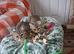 2 males Chinchilla British Shorthair Kitten For Sale