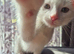 Kitten For Sale