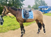 Eye catch 3yr old mare